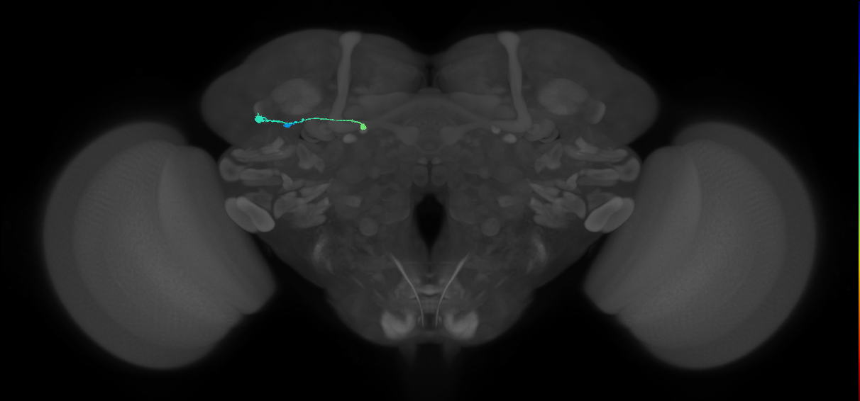 TuBu10_SBU_L (MaleCNS:147158)