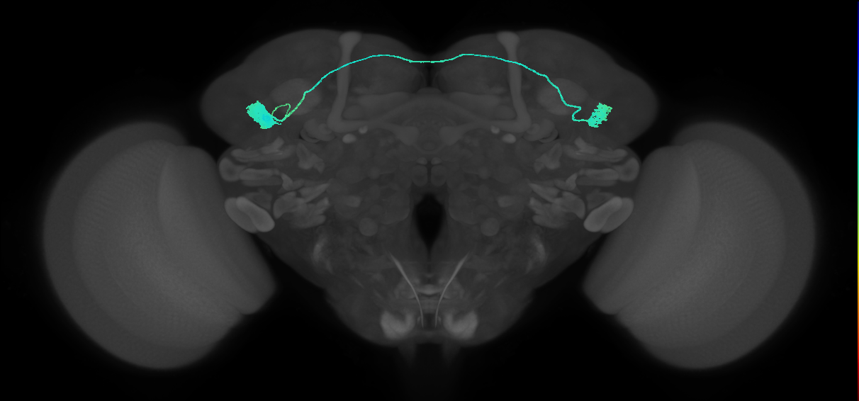 visual system neuron