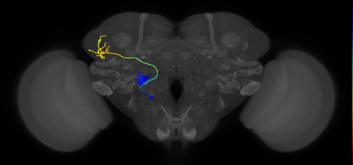 adult antennal lobe projection neuron VA1v