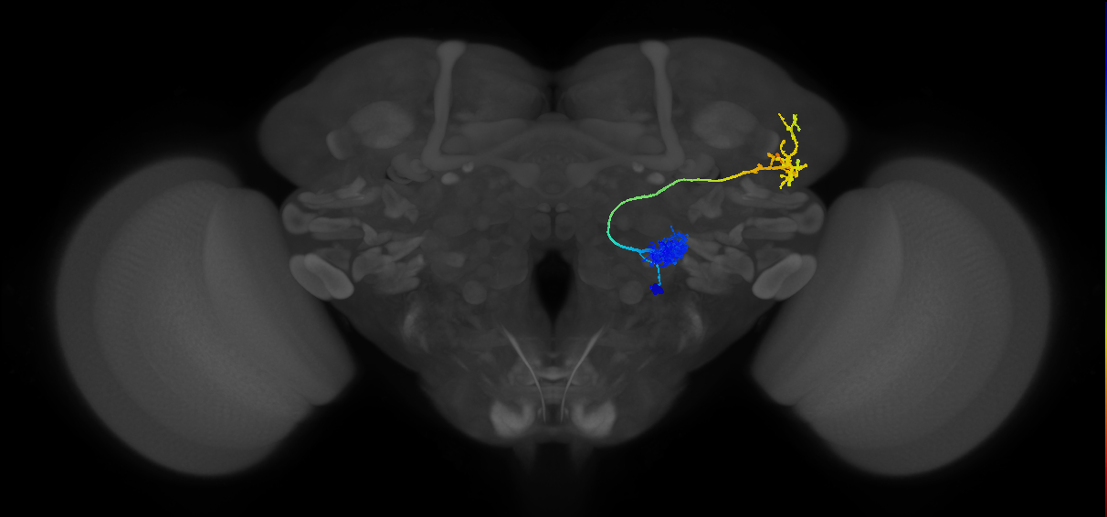 adult antennal lobe projection neuron VA1v