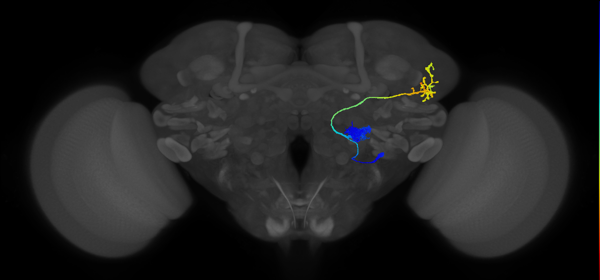 adult antennal lobe projection neuron VA1v