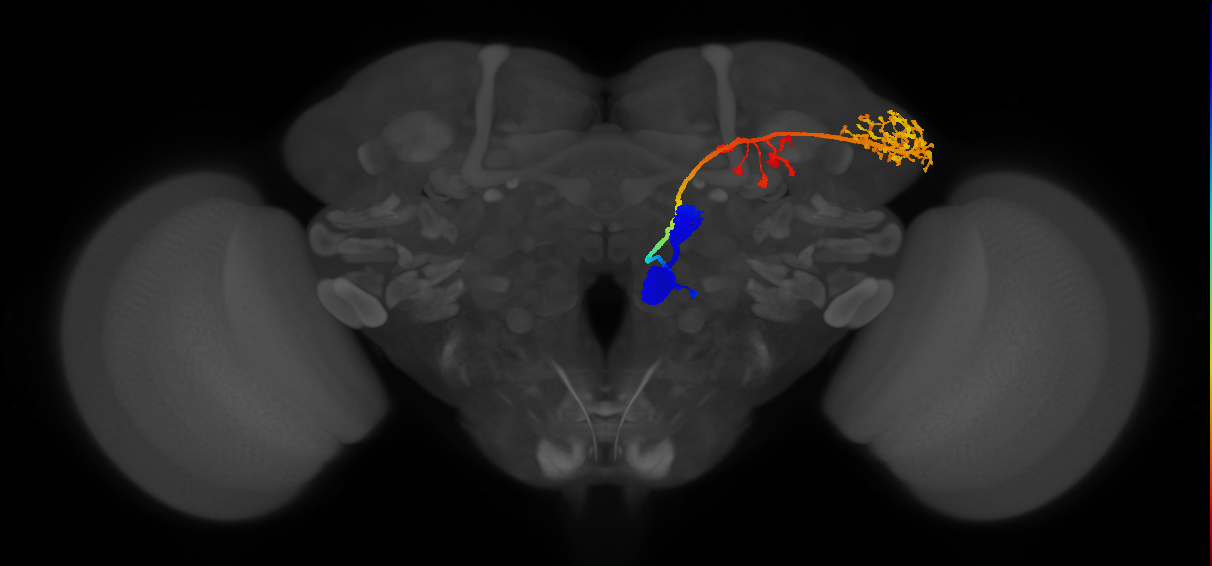 persistent antennal lobe projection neuron