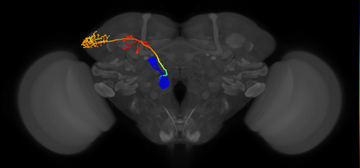 persistent antennal lobe projection neuron