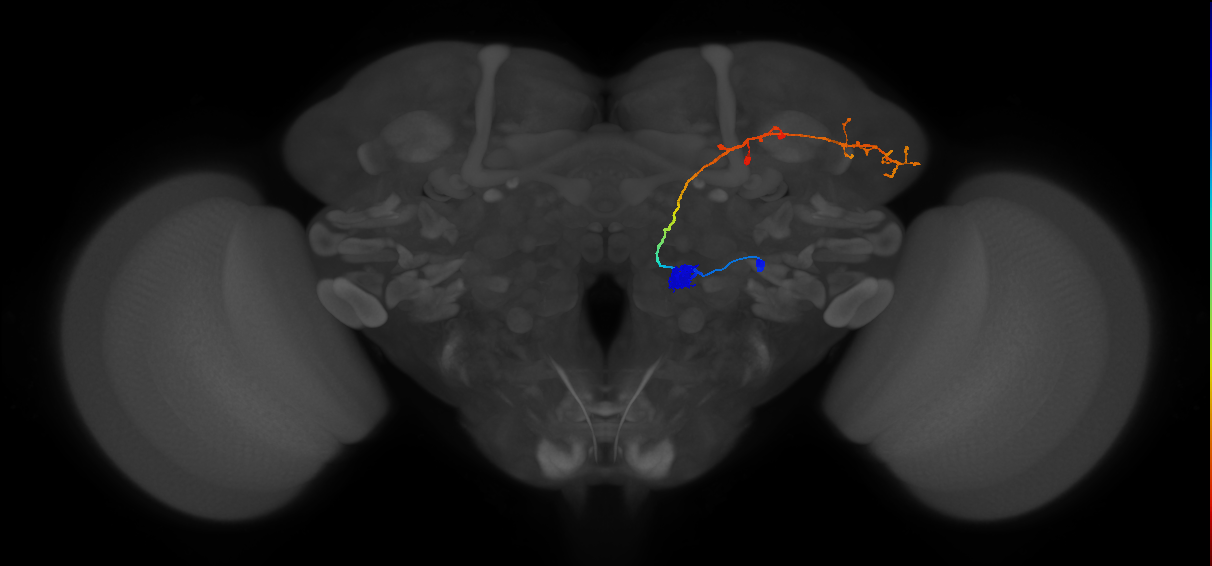 VA7m_lPN_R (MaleCNS:14802)