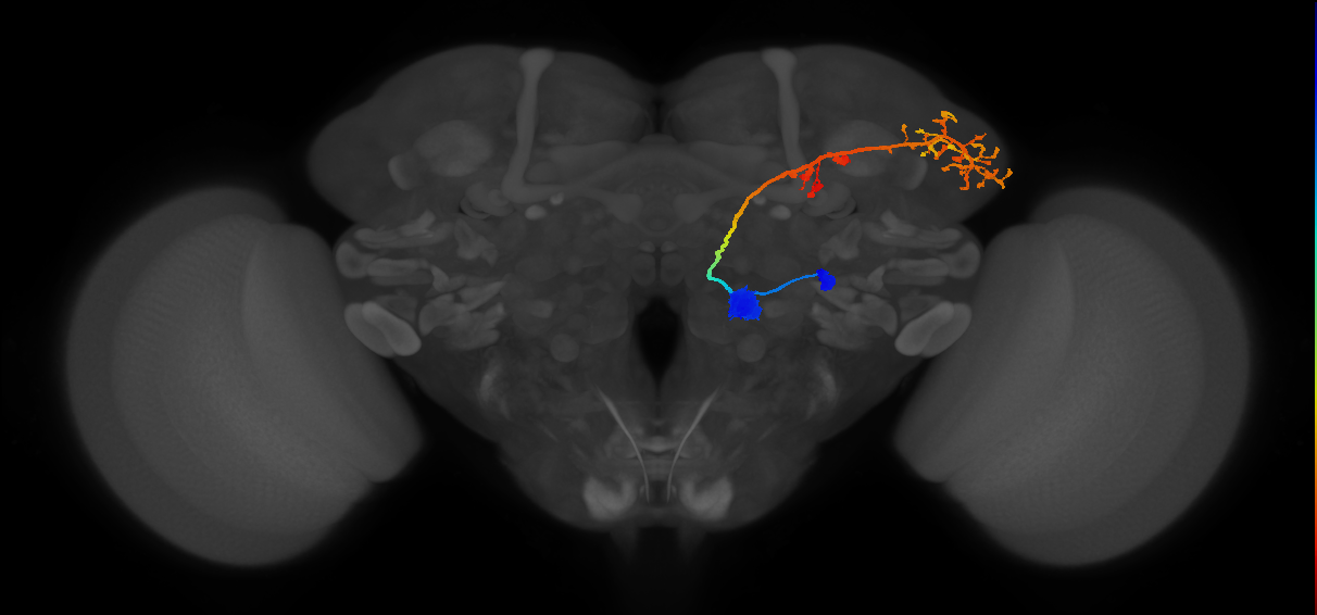 VC2_lPN