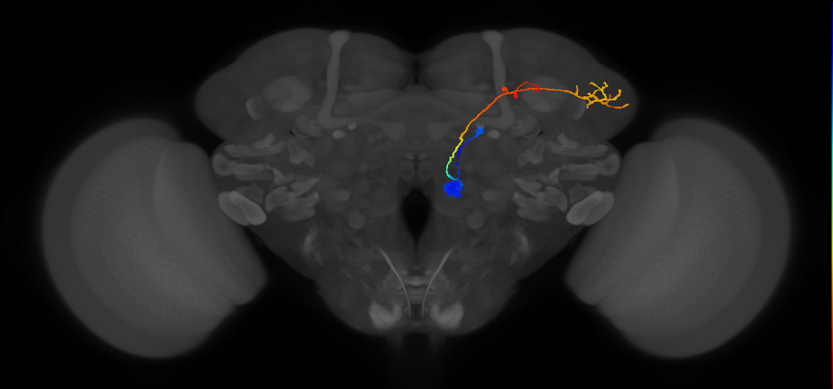 VC4_adPN_R (MaleCNS:26387)