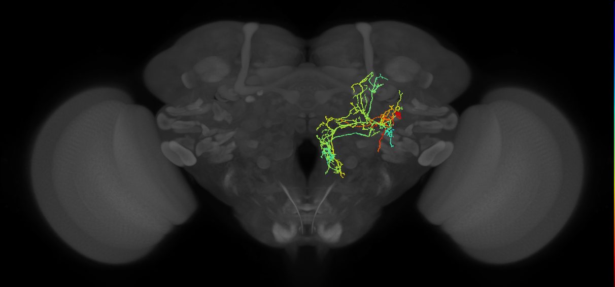 CP1 ventral hemilineage neuron