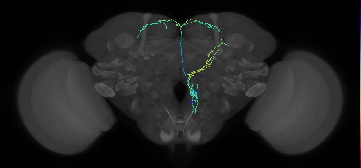 VES206m_R (MaleCNS:26469)
