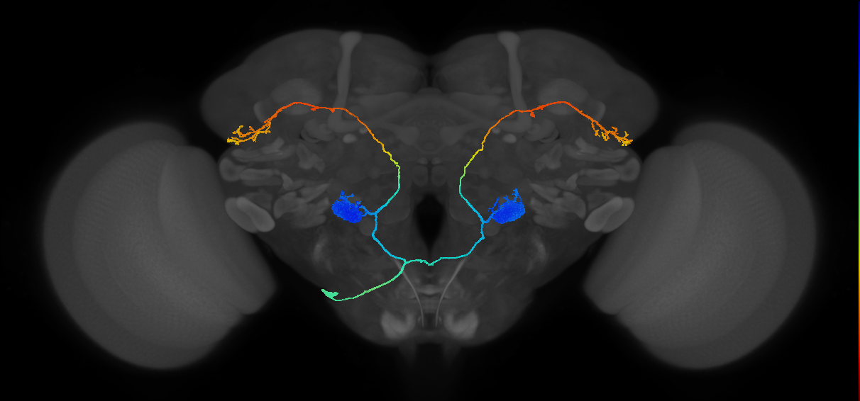 VL1_ilPN