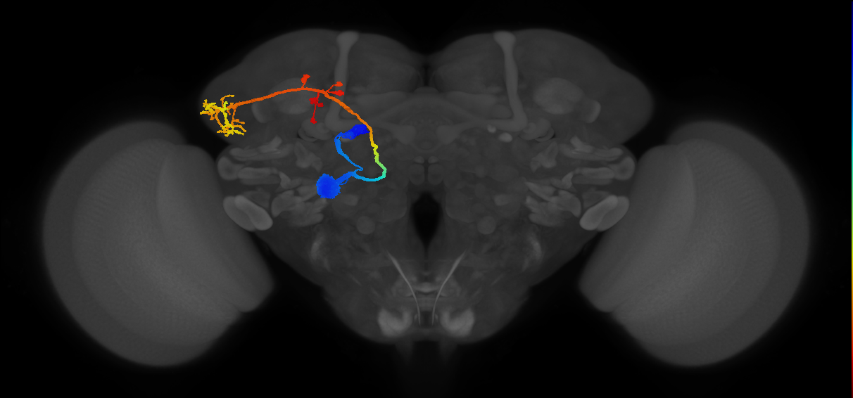 adult antennal lobe projection neuron VL2a