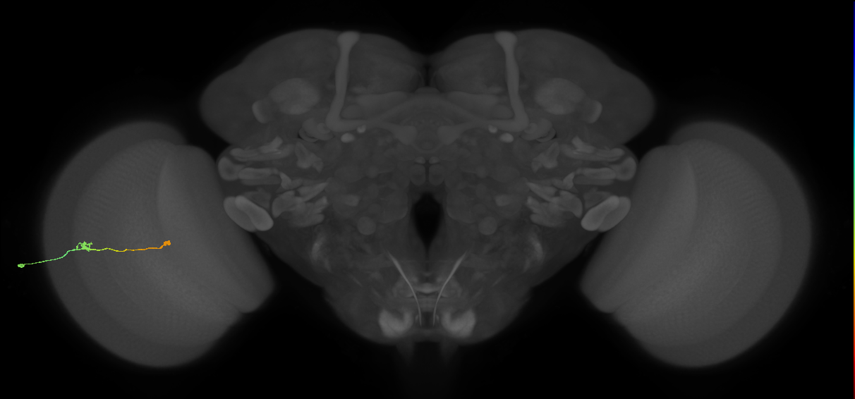 Tm9_L (MaleCNS:66596)
