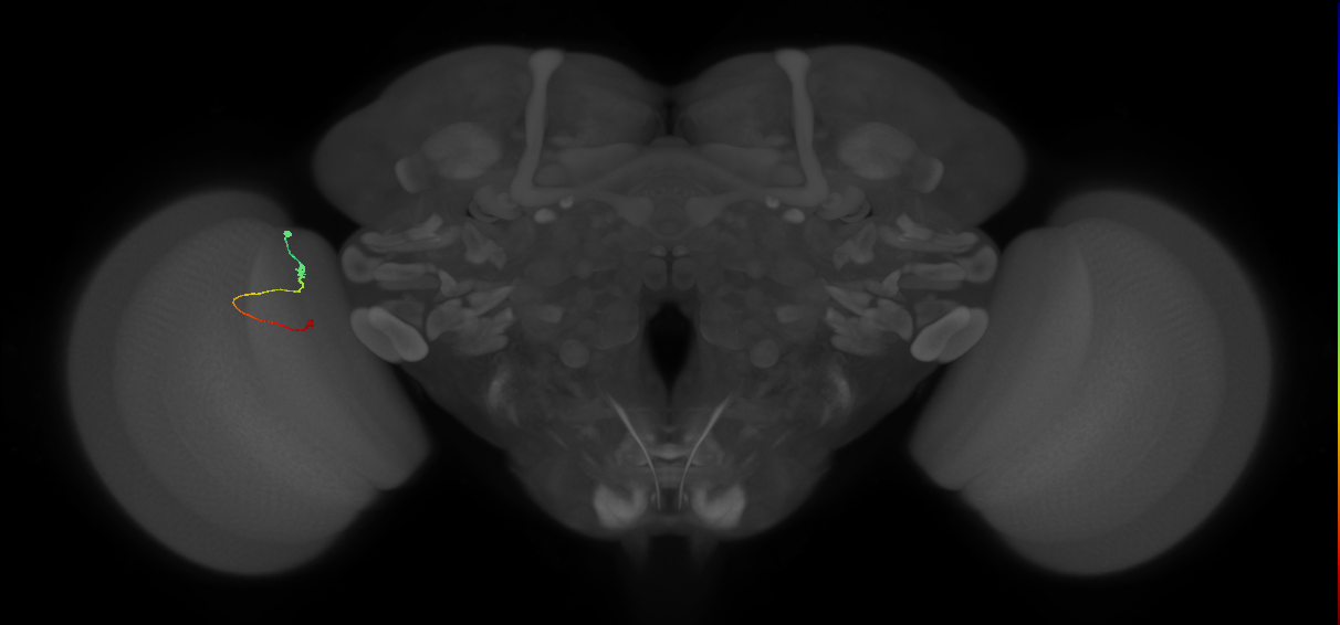 Tm9_L (MaleCNS:216237)