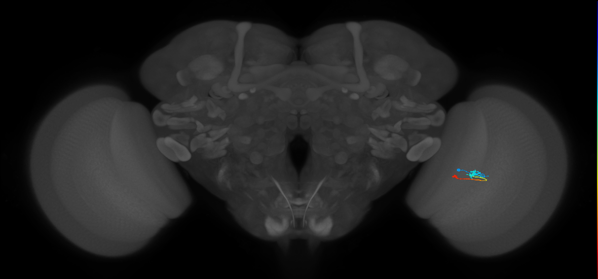 Tm9_R (MaleCNS:101774)