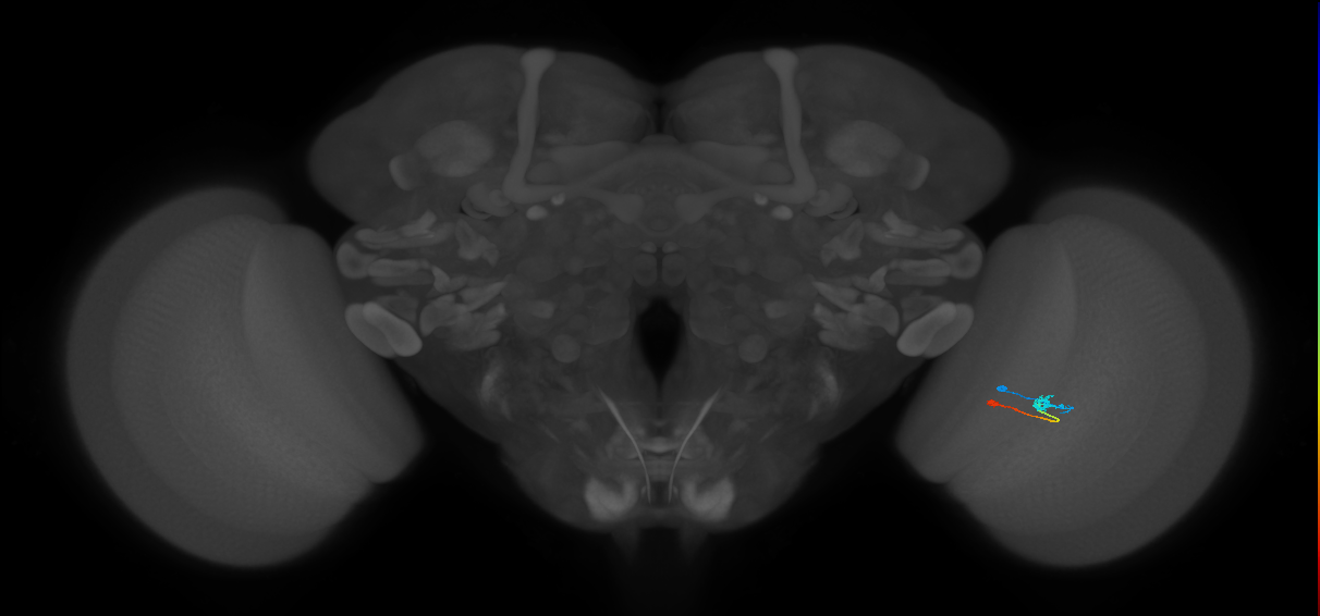 Tm9_R (MaleCNS:101864)