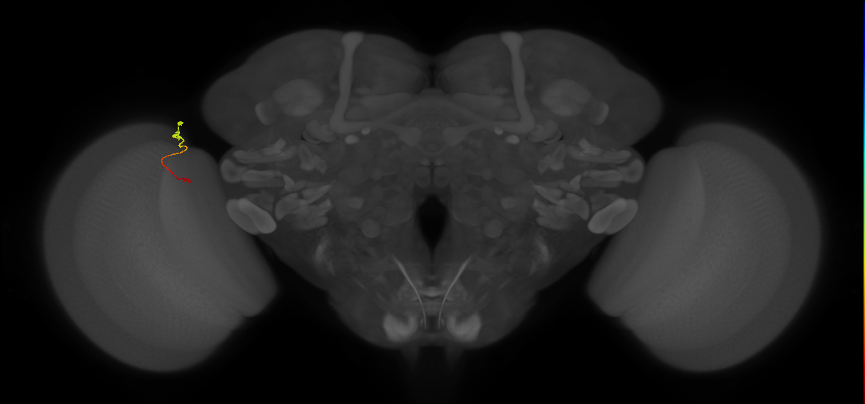 Tm9_L (MaleCNS:155434)