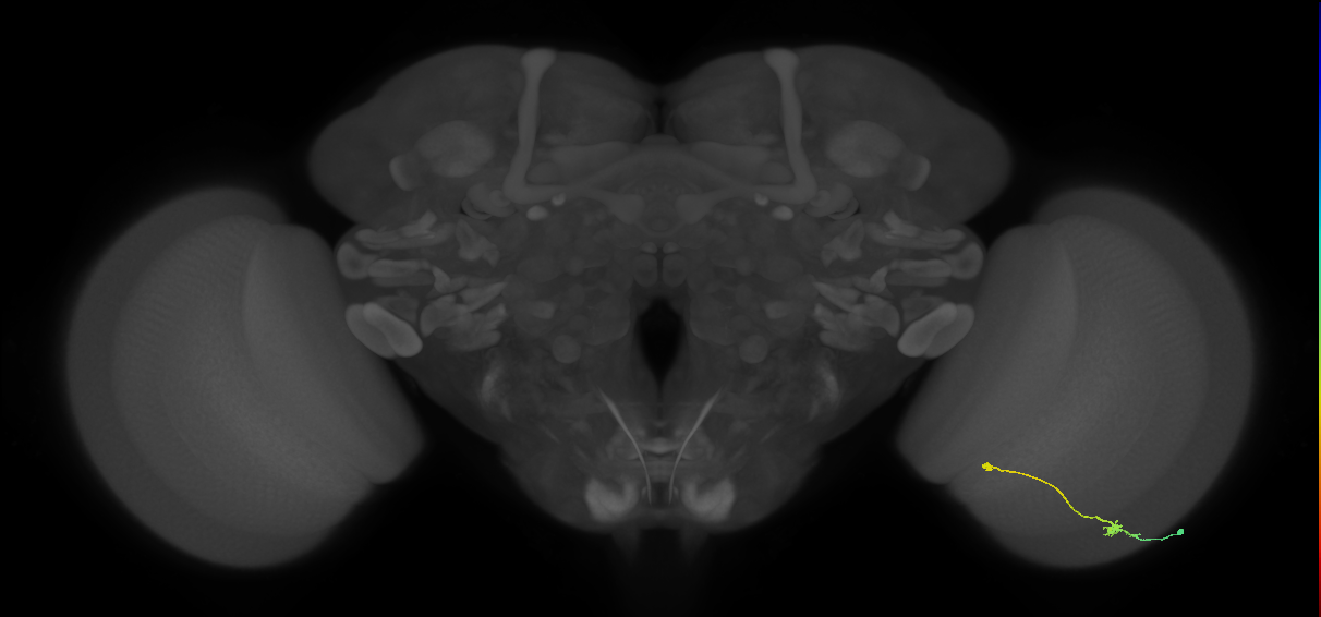 Tm9_R (MaleCNS:97939)
