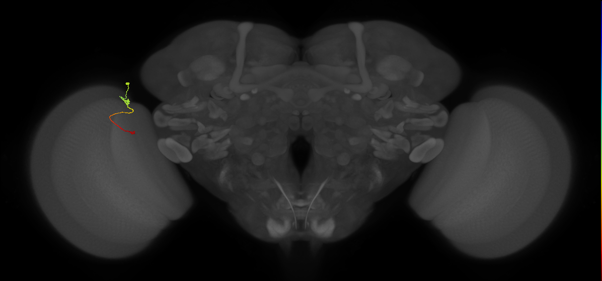 Tm9_L (MaleCNS:210769)