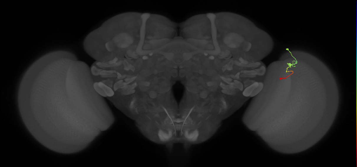 Tm9_R (MaleCNS:109308)