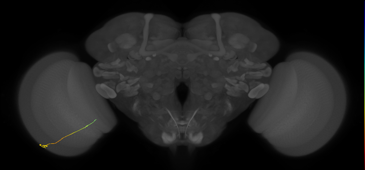 Tm9_L (MaleCNS:162016)