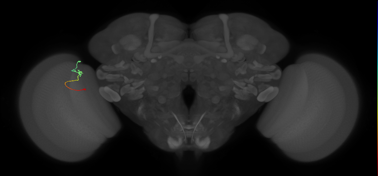 Tm9_L (MaleCNS:16250)