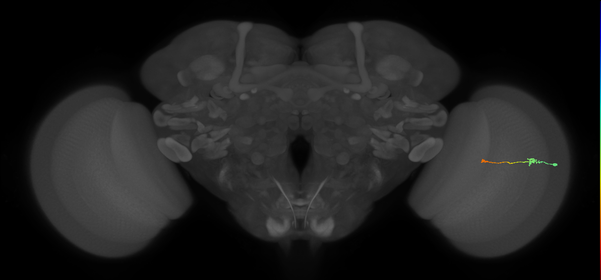Tm9_R (MaleCNS:96778)
