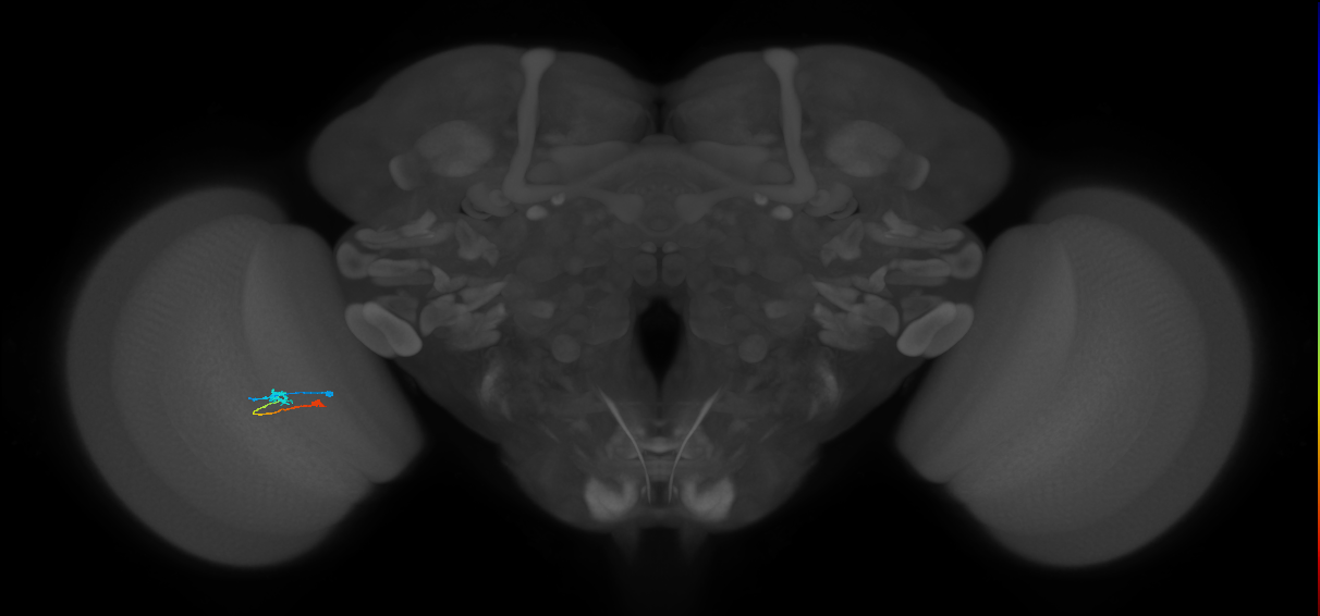 Tm9_L (MaleCNS:531282)