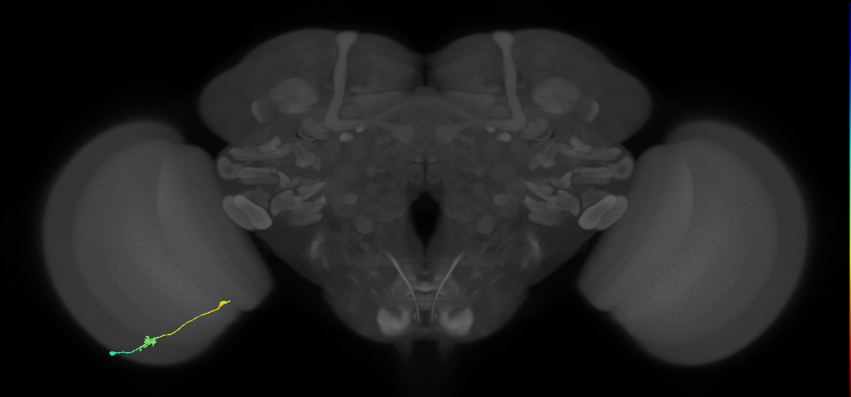 Tm9_L (MaleCNS:539451)