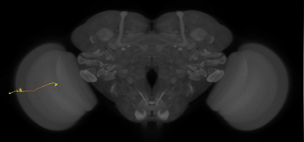Tm9_L (MaleCNS:93848)