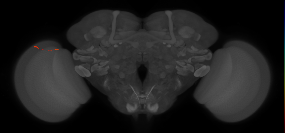 Tm9_L (MaleCNS:214645)