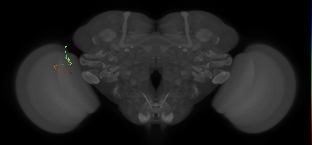 Tm9_L (MaleCNS:148598)