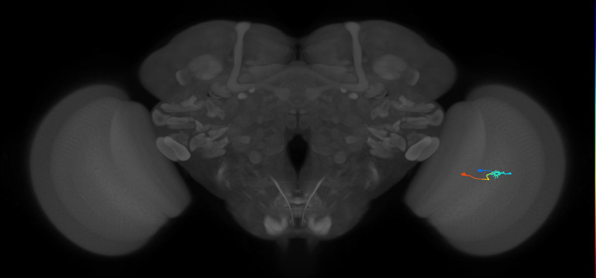 Tm9_R (MaleCNS:92238)
