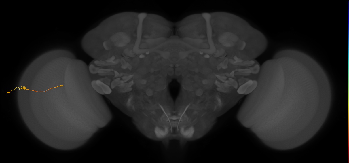 Tm9_L (MaleCNS:156228)