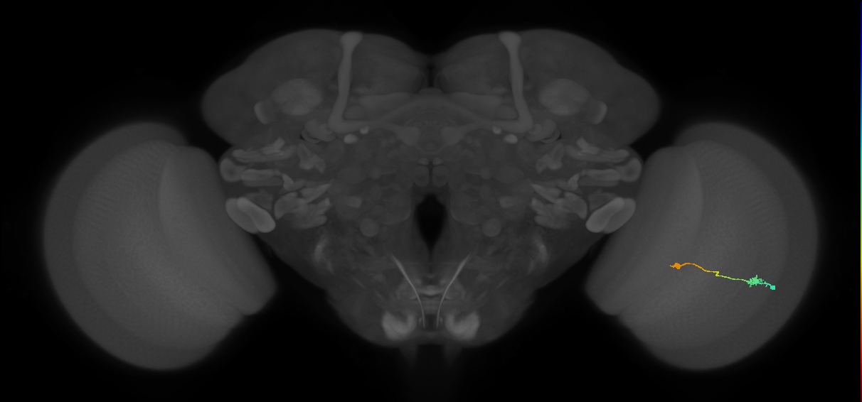 Tm9_R (MaleCNS:80501)