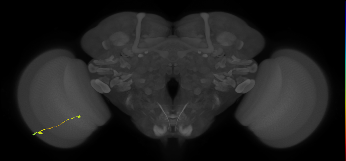 Tm9_L (MaleCNS:99591)