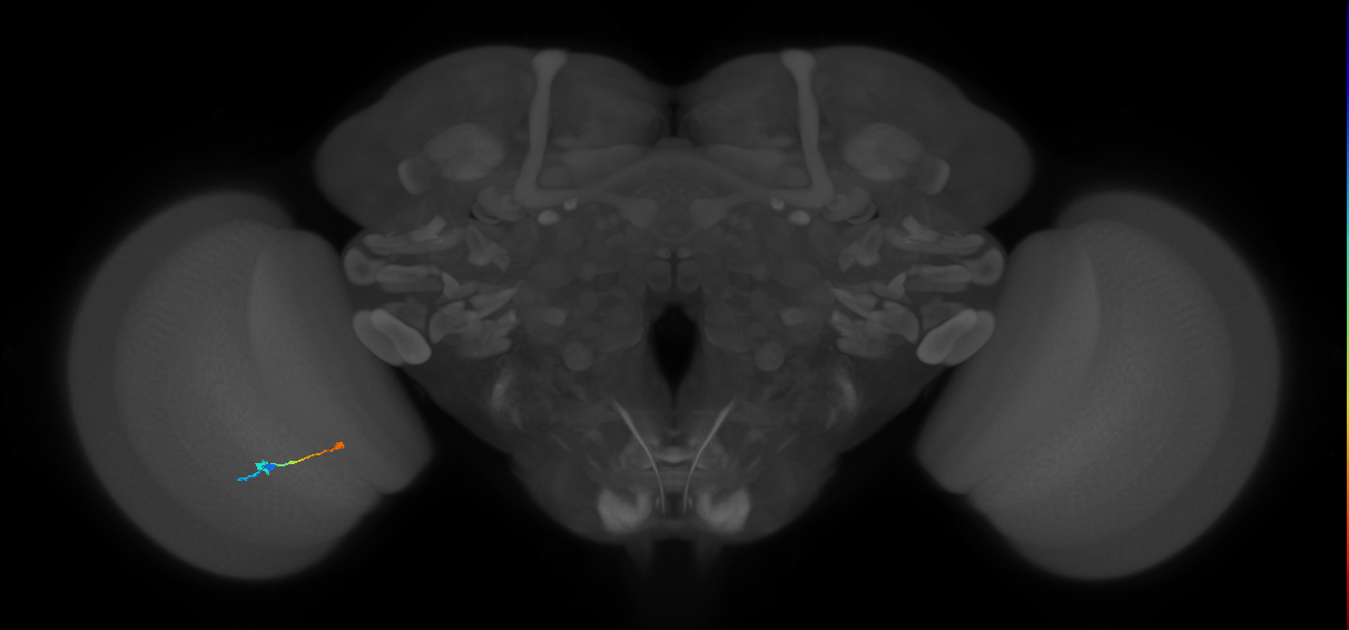 Tm9_L (MaleCNS:113483)