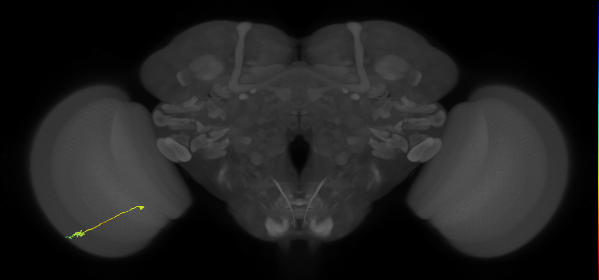 Tm9_L (MaleCNS:543811)