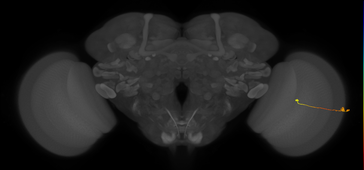 Tm9_R (MaleCNS:102110)
