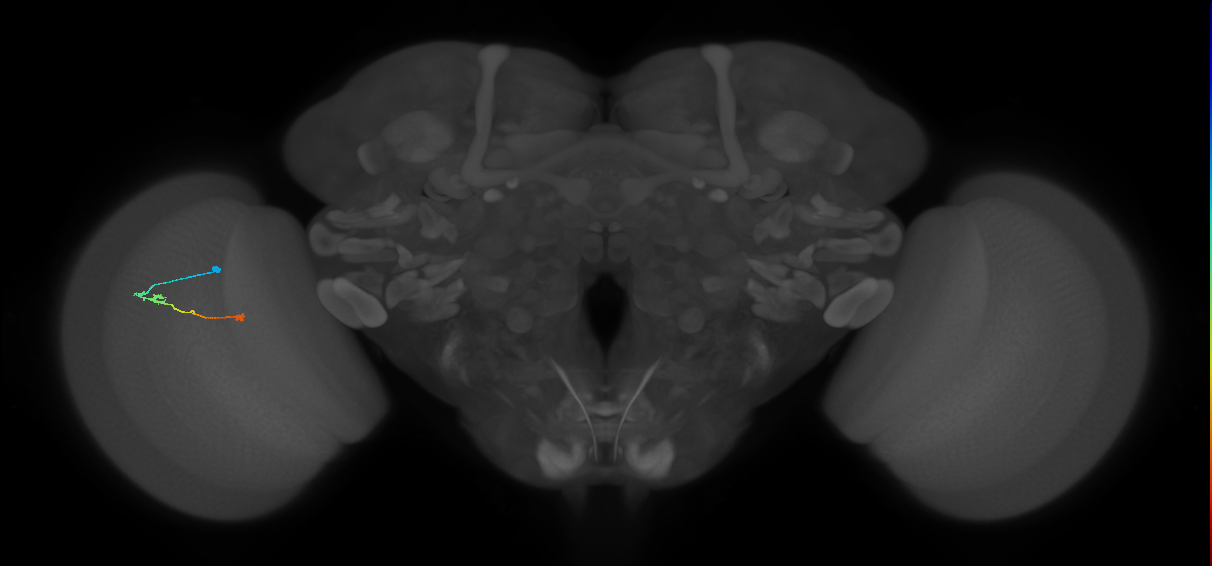 Tm9_L (MaleCNS:527232)