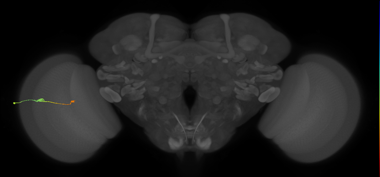 Tm9_L (MaleCNS:101454)