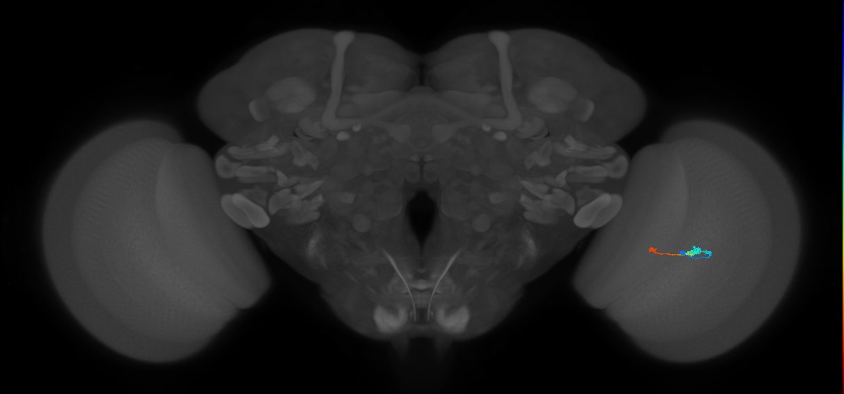 Tm9_R (MaleCNS:95760)