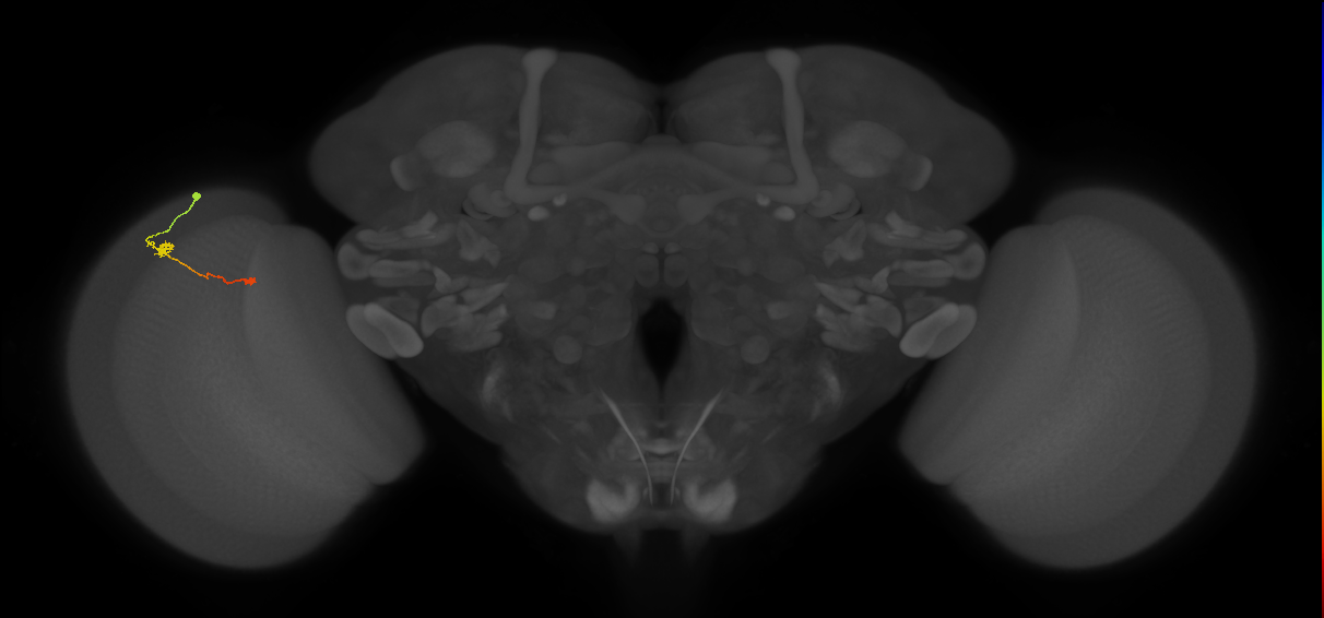 Tm9_L (MaleCNS:168305)