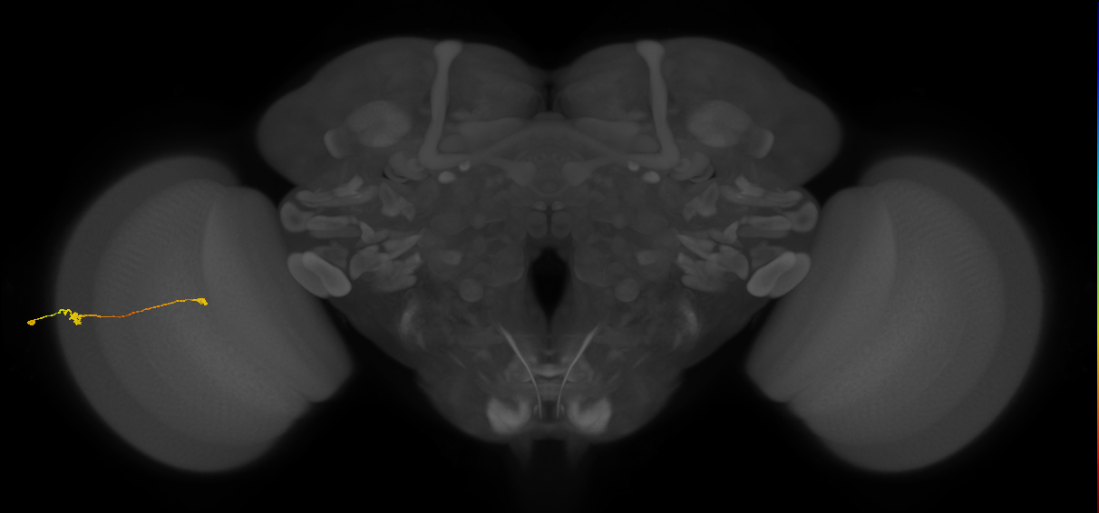 Tm9_L (MaleCNS:581105)