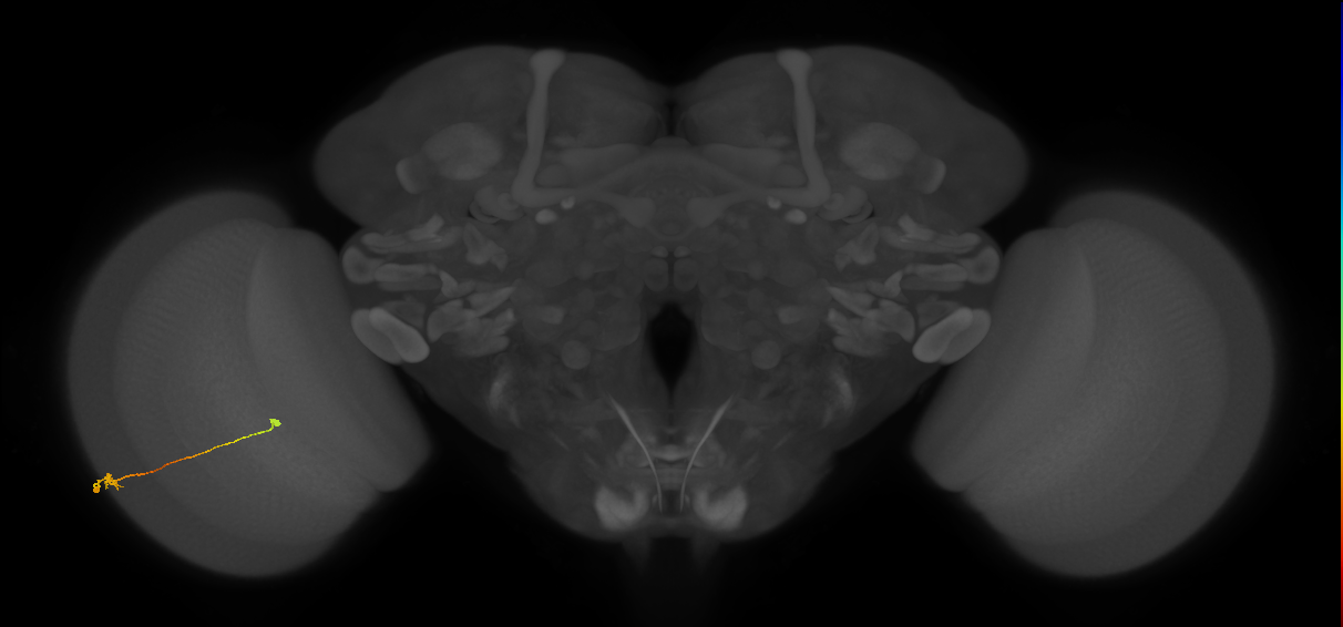 Tm9_L (MaleCNS:166288)