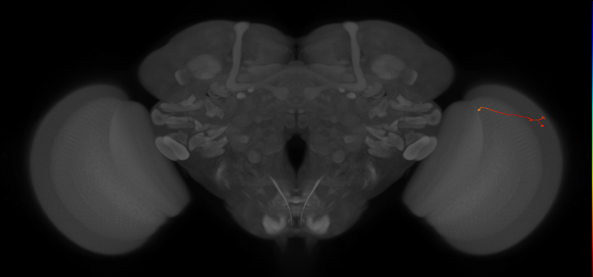 Tm9_R (MaleCNS:177043)