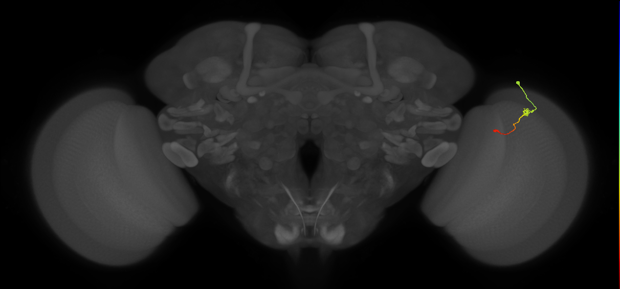 Tm9_R (MaleCNS:123010)