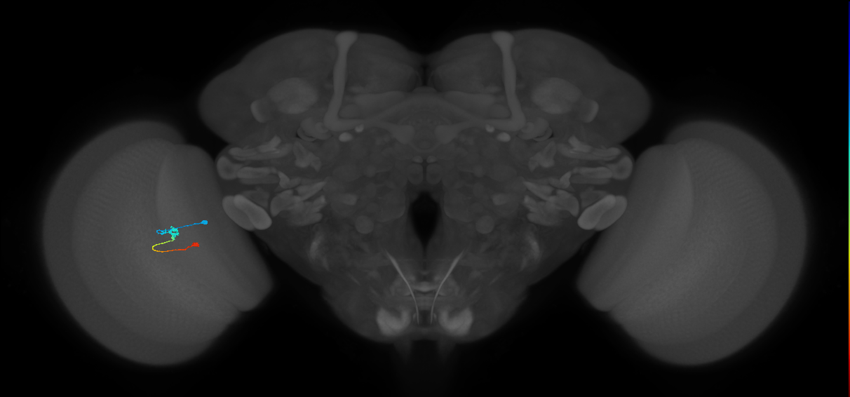 Tm9_L (MaleCNS:169614)
