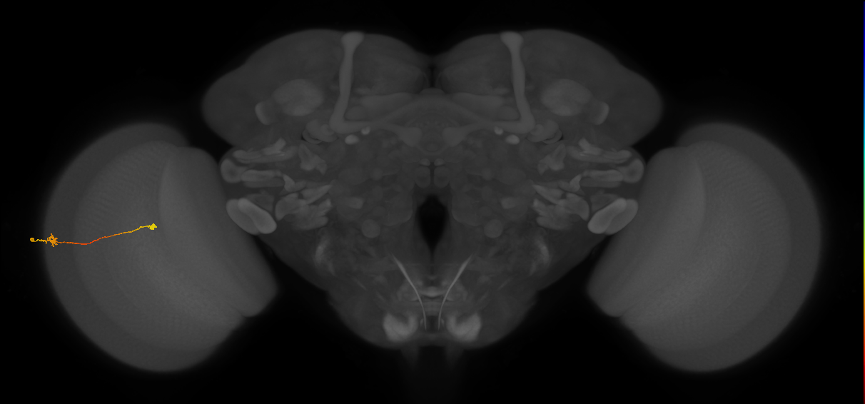 Tm9_L (MaleCNS:61088)
