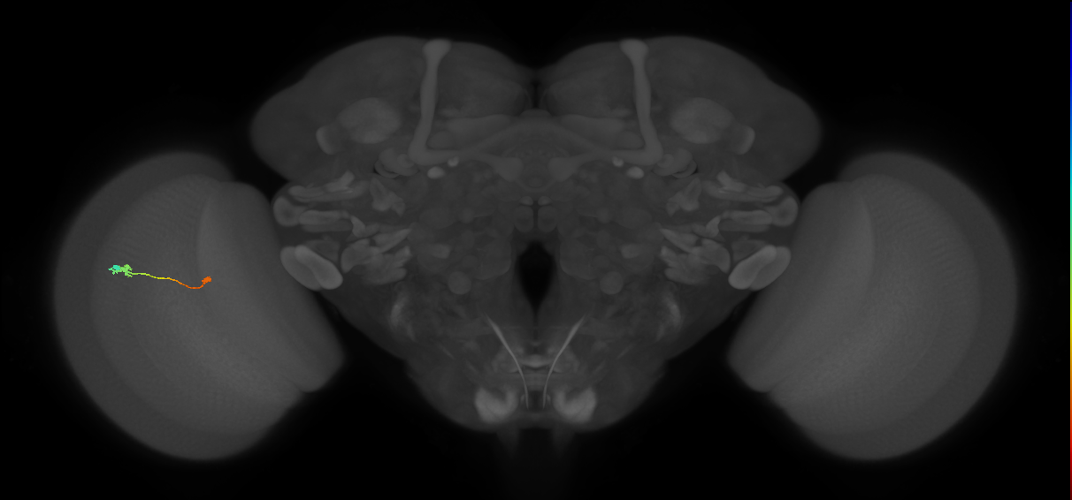 Tm9_L (MaleCNS:109557)
