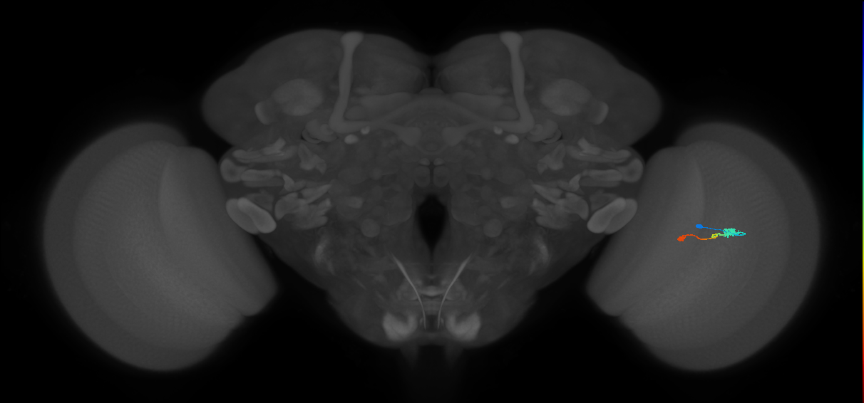 Tm9_R (MaleCNS:101410)