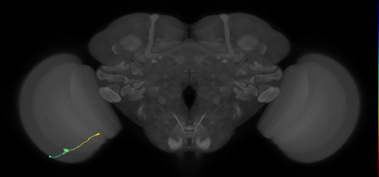 Tm9_L (MaleCNS:165118)